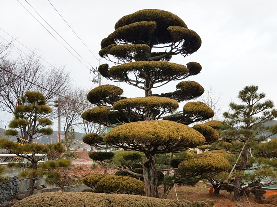 왕성수목원(조경)