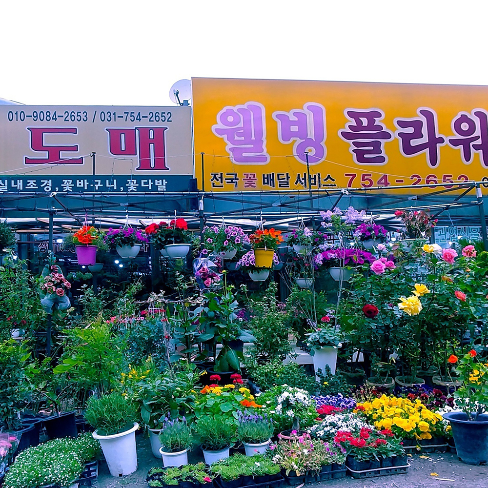 웰빙플라워직매장