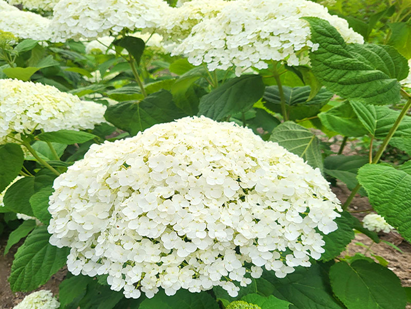 푸르네농원