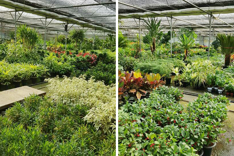 음성화훼유통 이미지