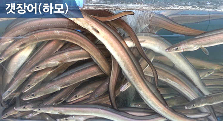 상선도매횟집 이미지