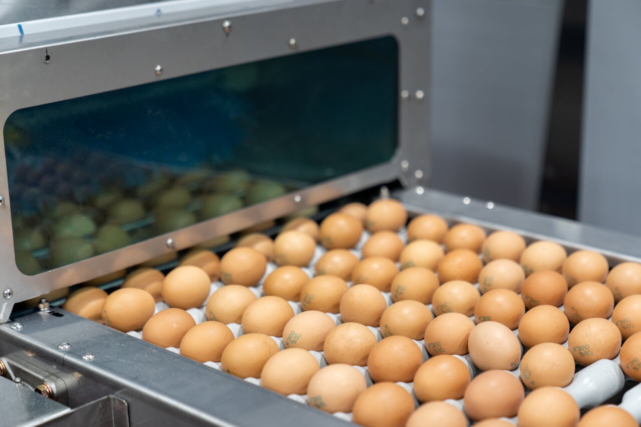 신선한 계란 납품