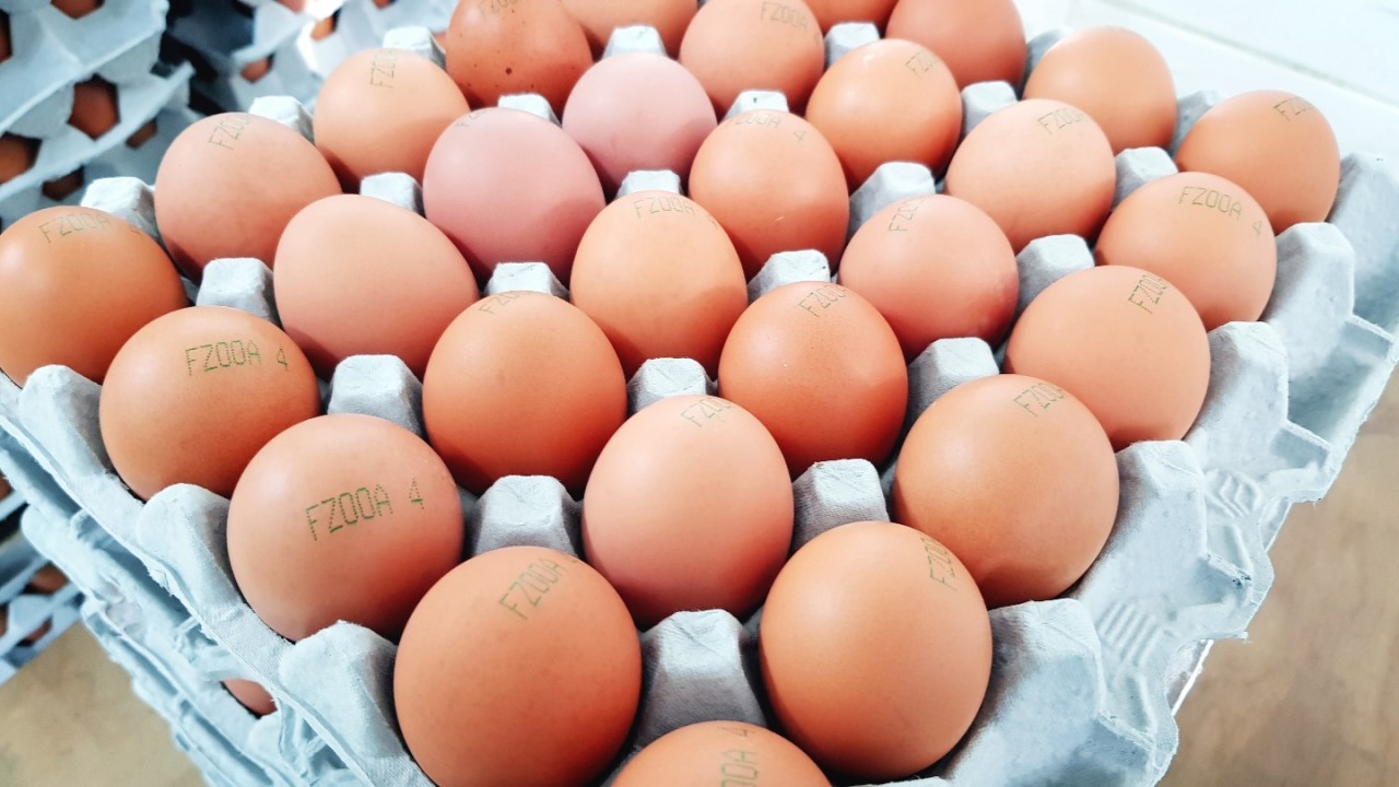 충청계란 이미지