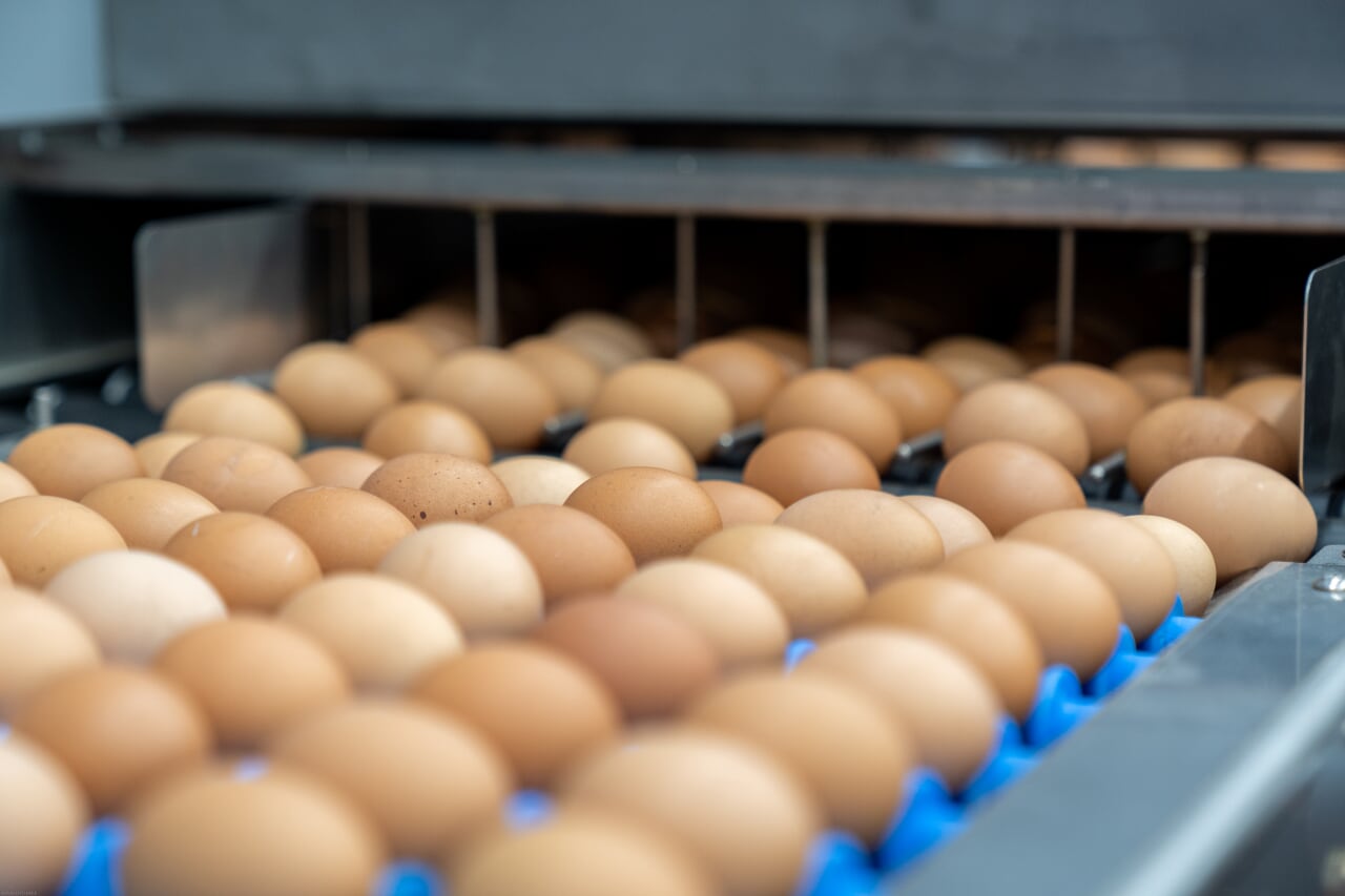 계란 도 · 소매