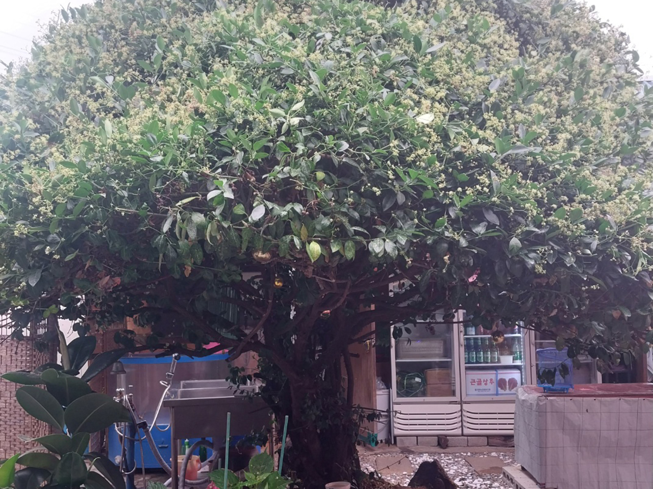 시골집민물장어 이미지