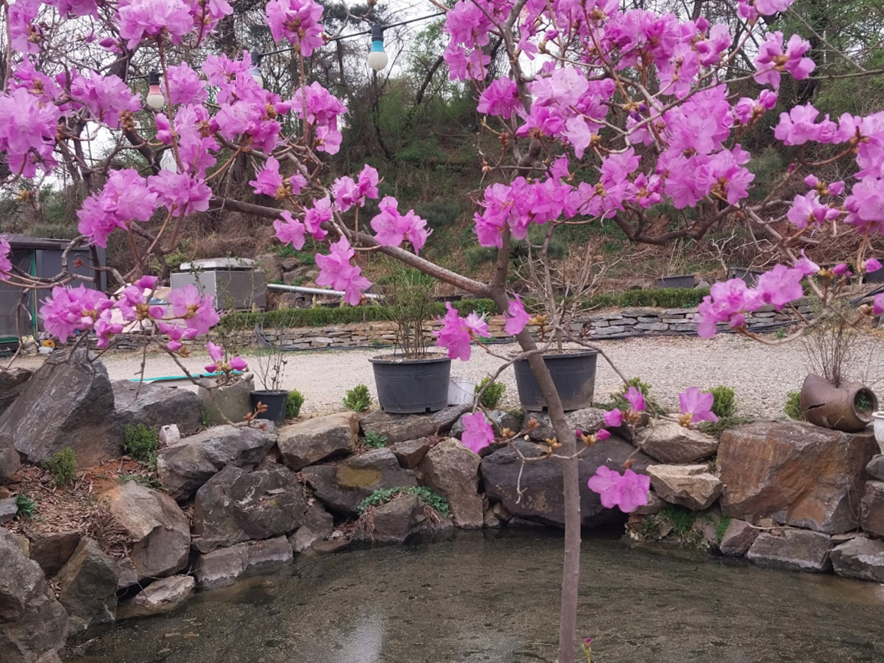 시골집민물장어 이미지