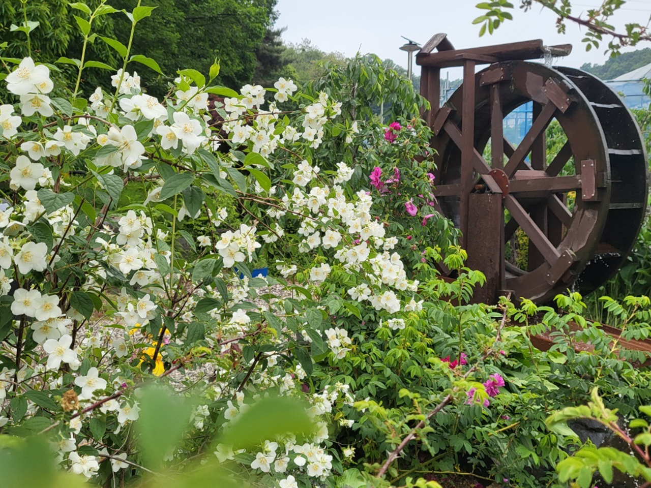 시골집민물장어 이미지