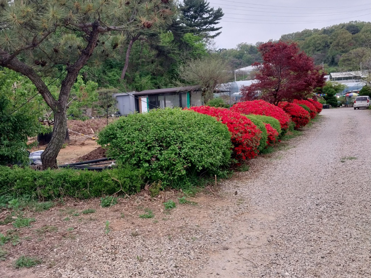 시골집민물장어 이미지