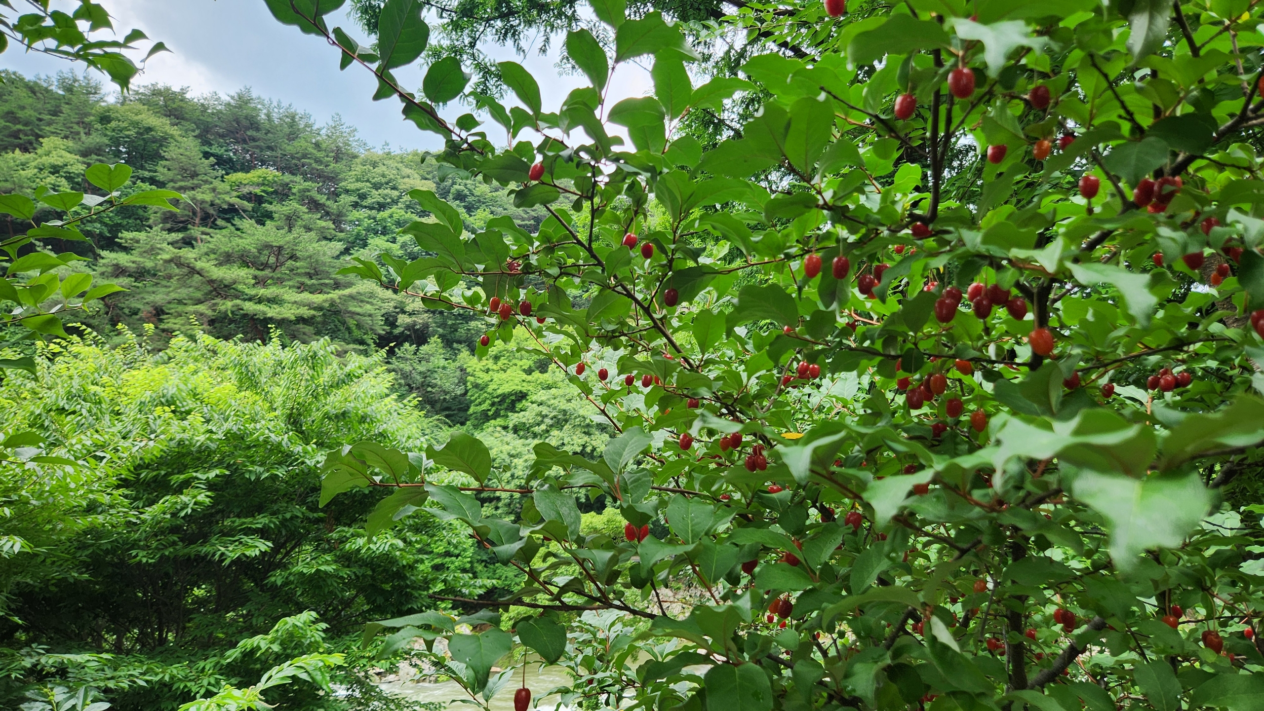 메뉴 이미지