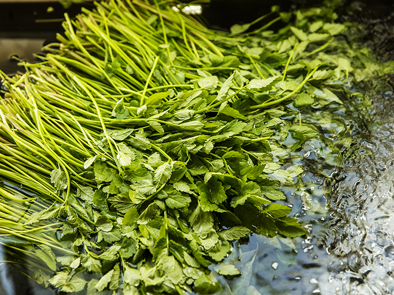 한재 한방 미나리 판매