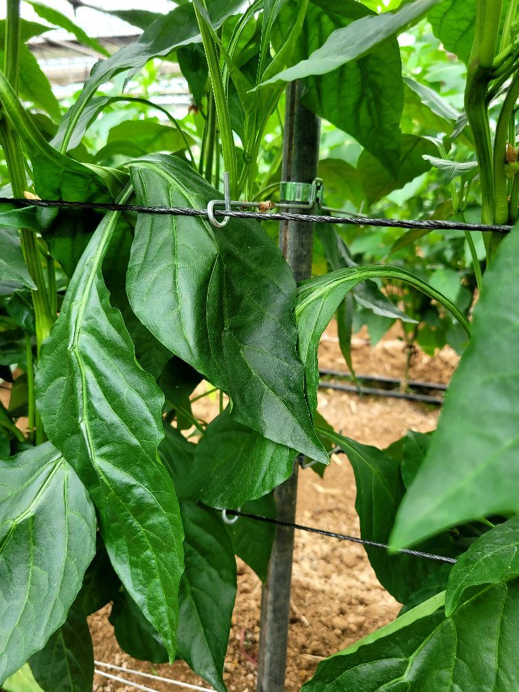 나주 파프리카 농장 하우스 