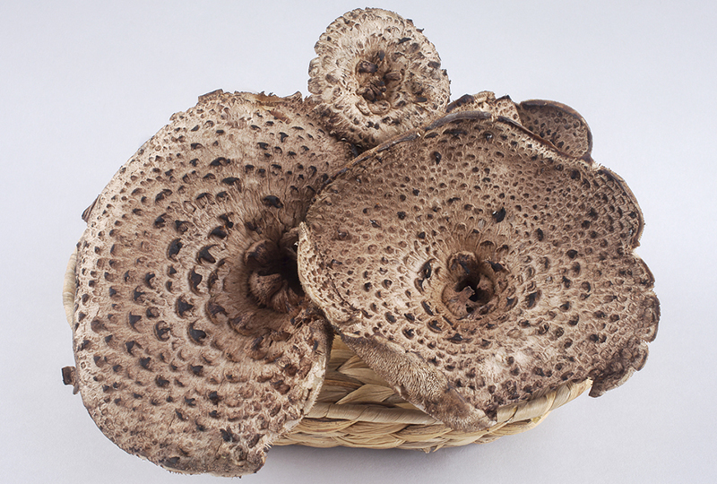 ✅능이버섯|봉화송이 