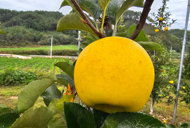 고운송이 이미지