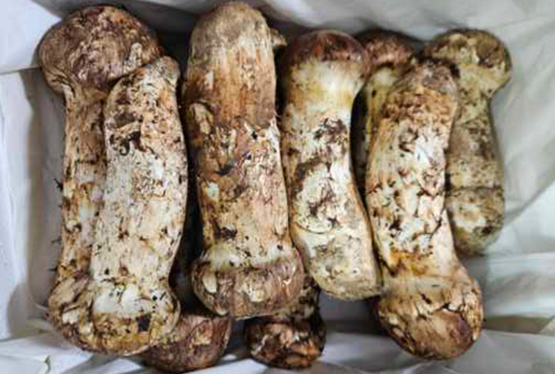 ✅자연산 송이버섯 