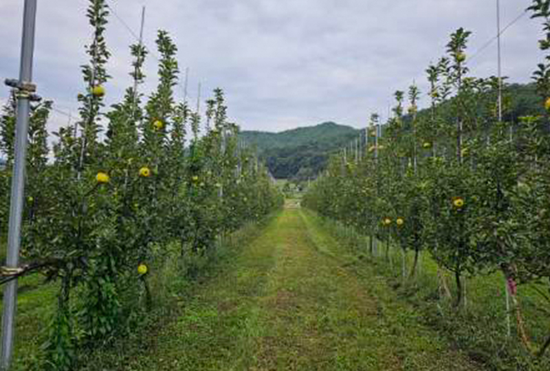고운송이 이미지
