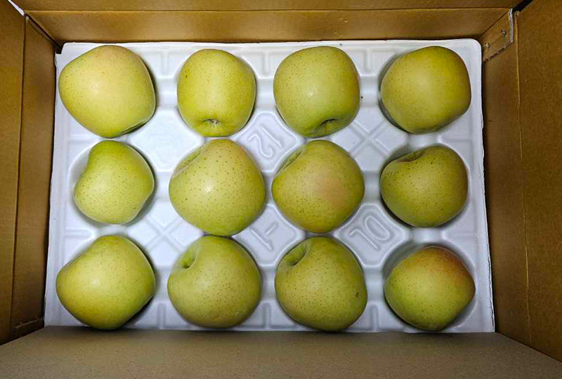 고운송이 이미지