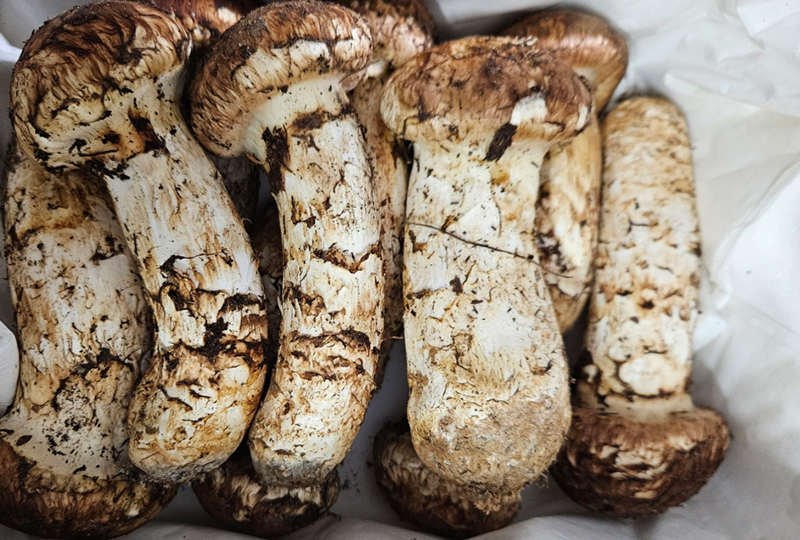 고운송이 이미지